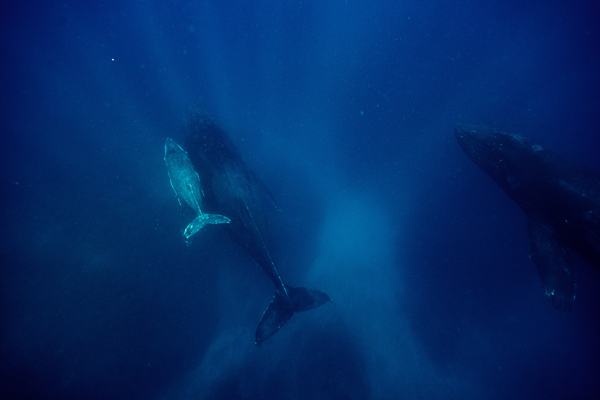Humpback Whales Swimming Deep Underwater